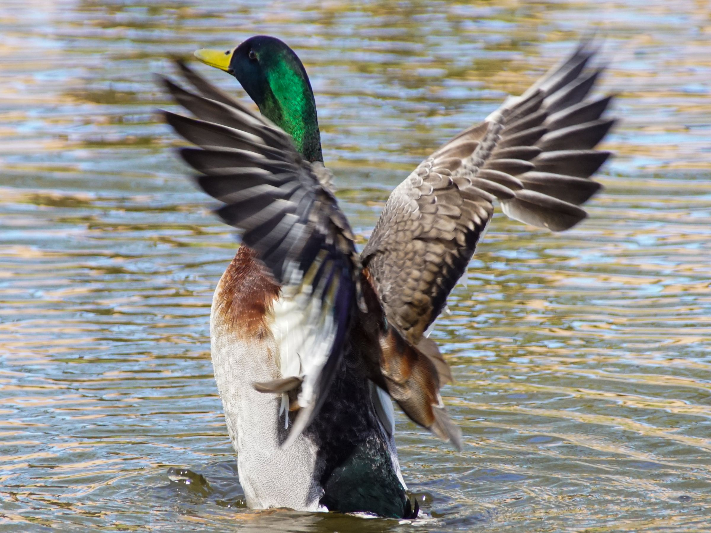 Erpel Melsungen Fulda
