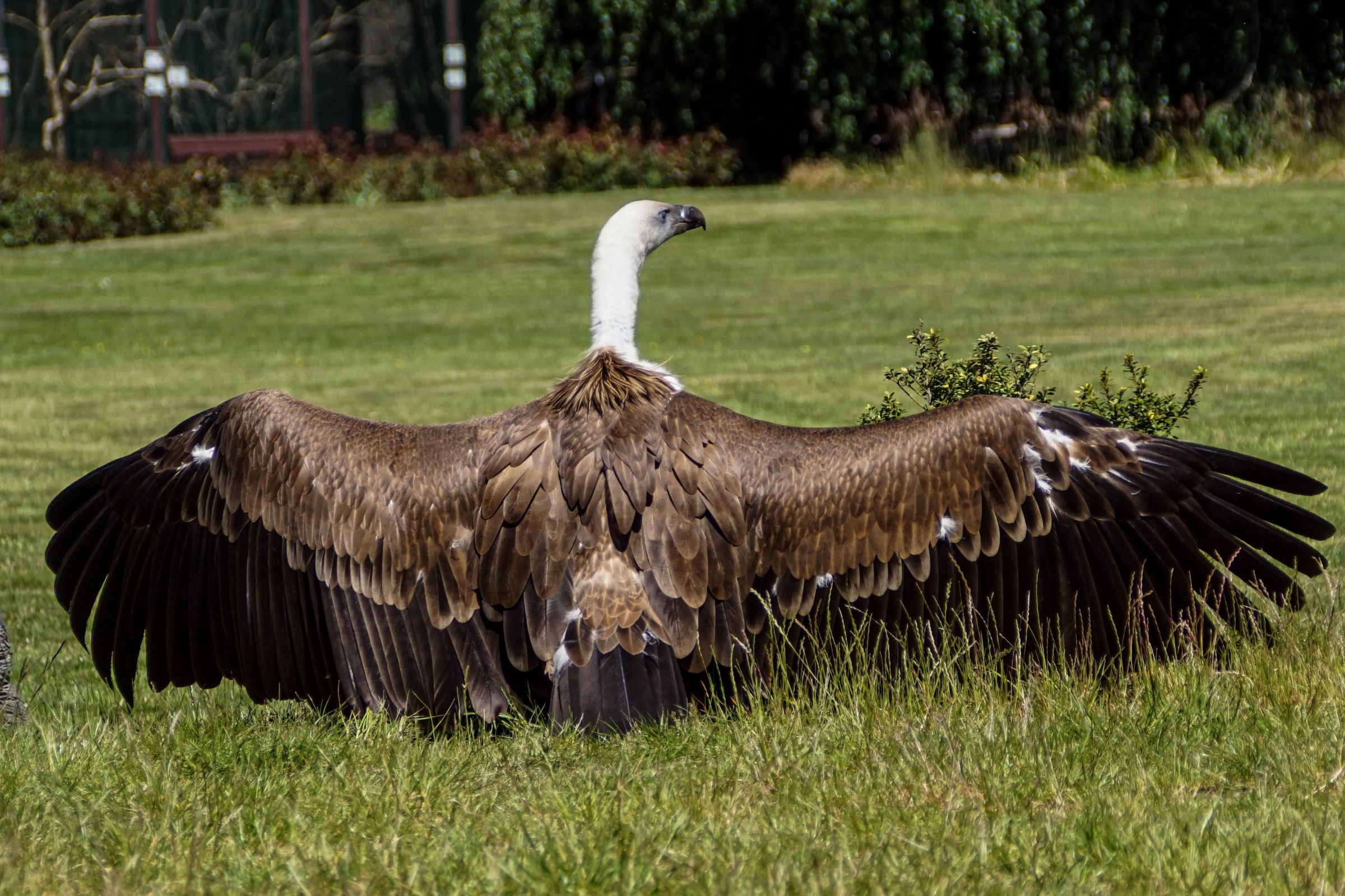 Vogelpark Walsrode