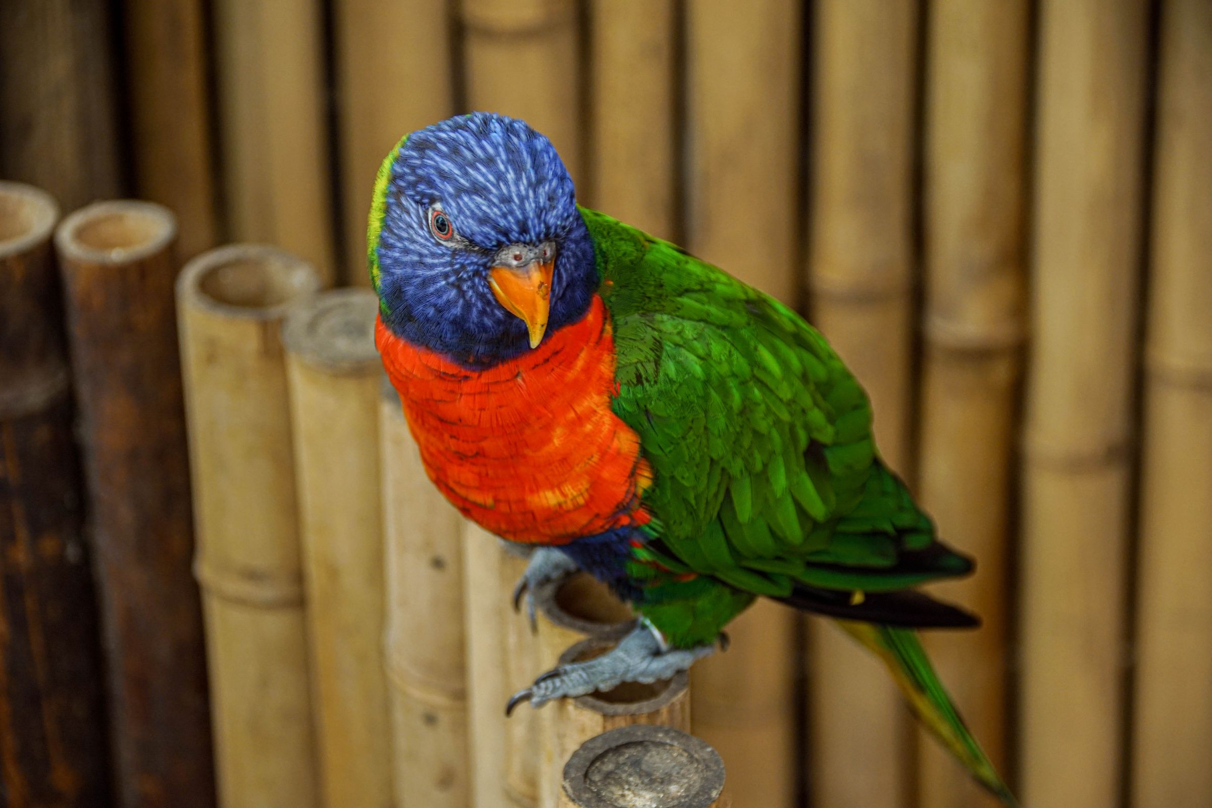 Vogelpark Walsrode