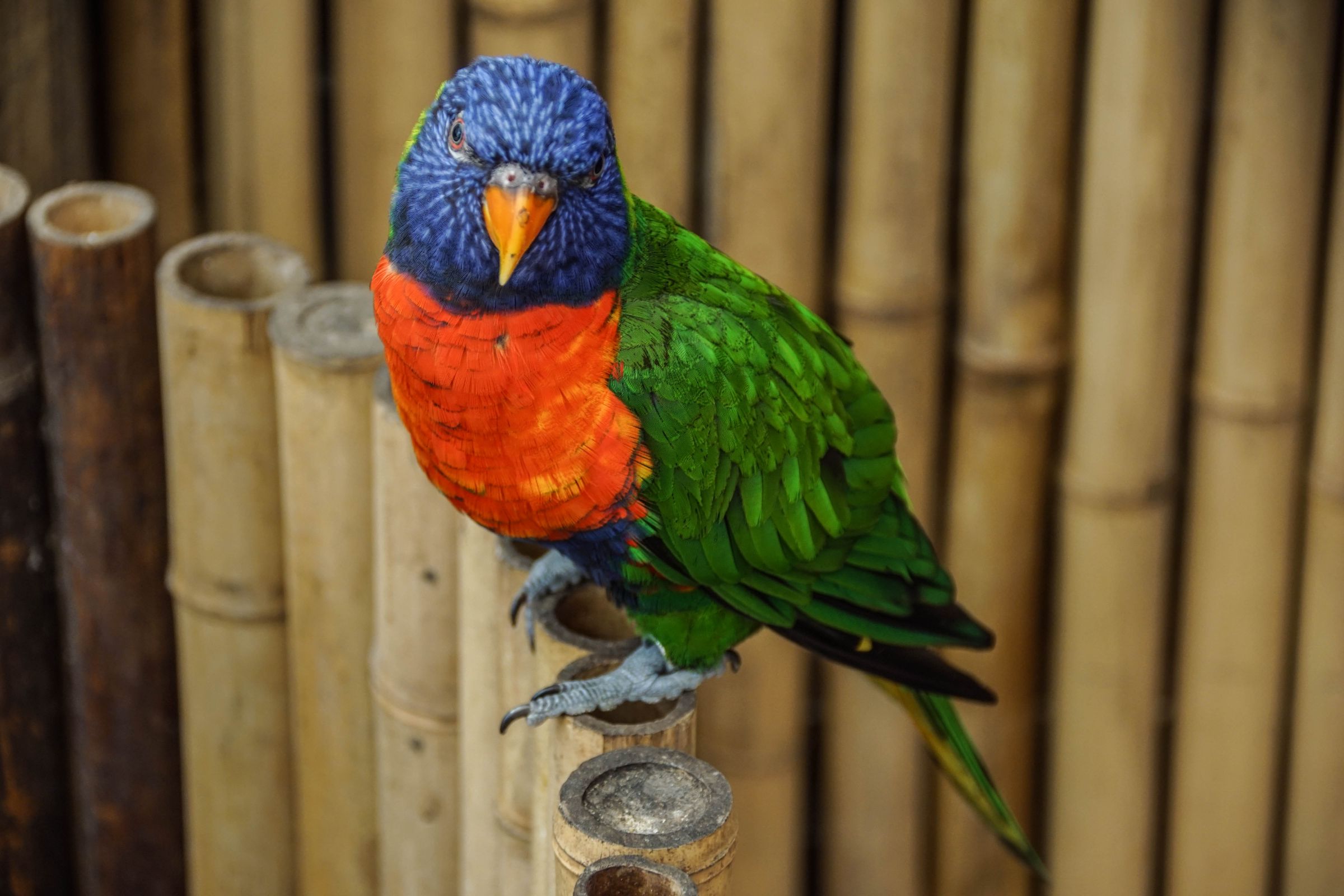 Vogelpark Walsrode