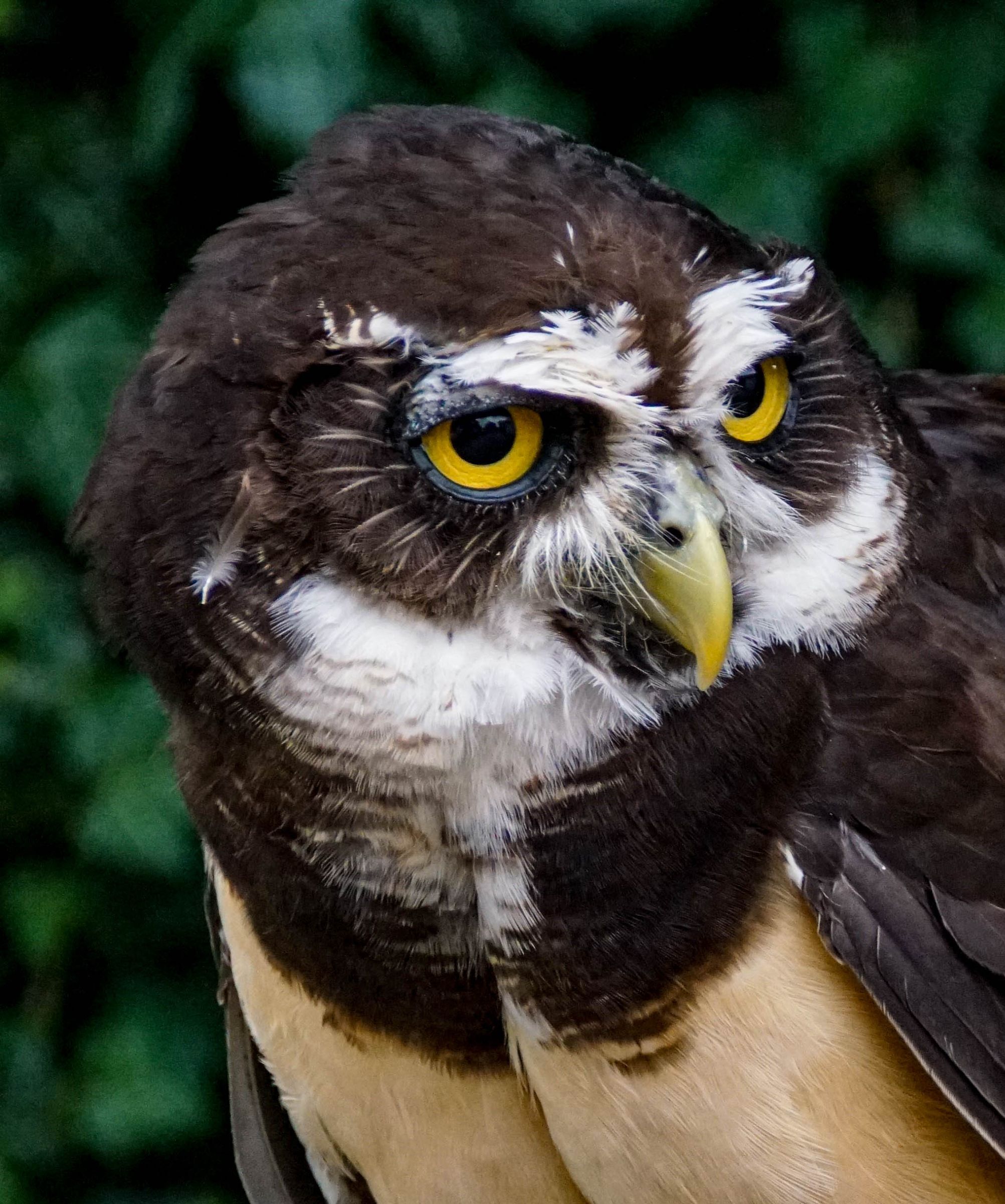 Eule Walsrode Vogelpark