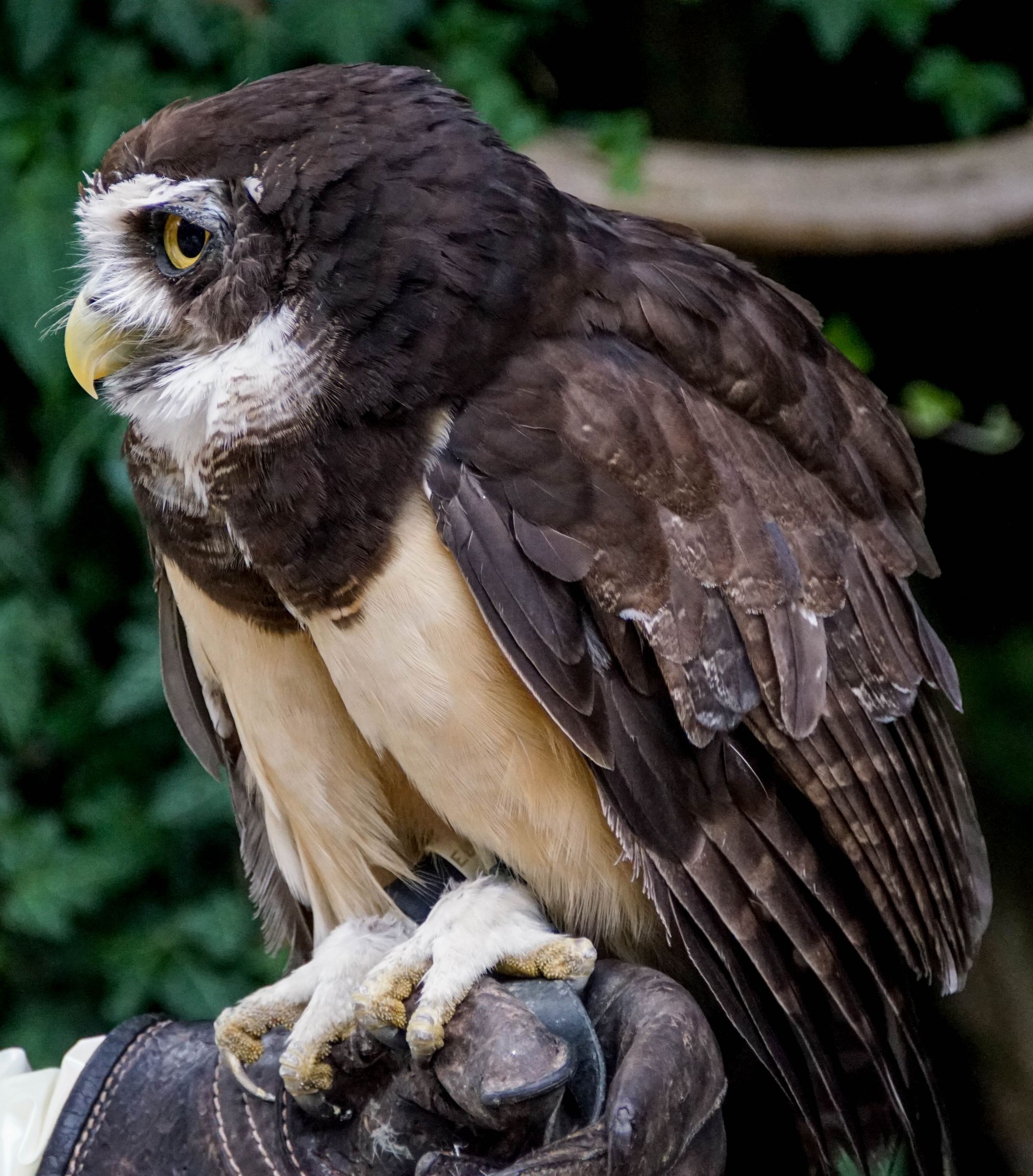 Eule Walsrode Vogelpark