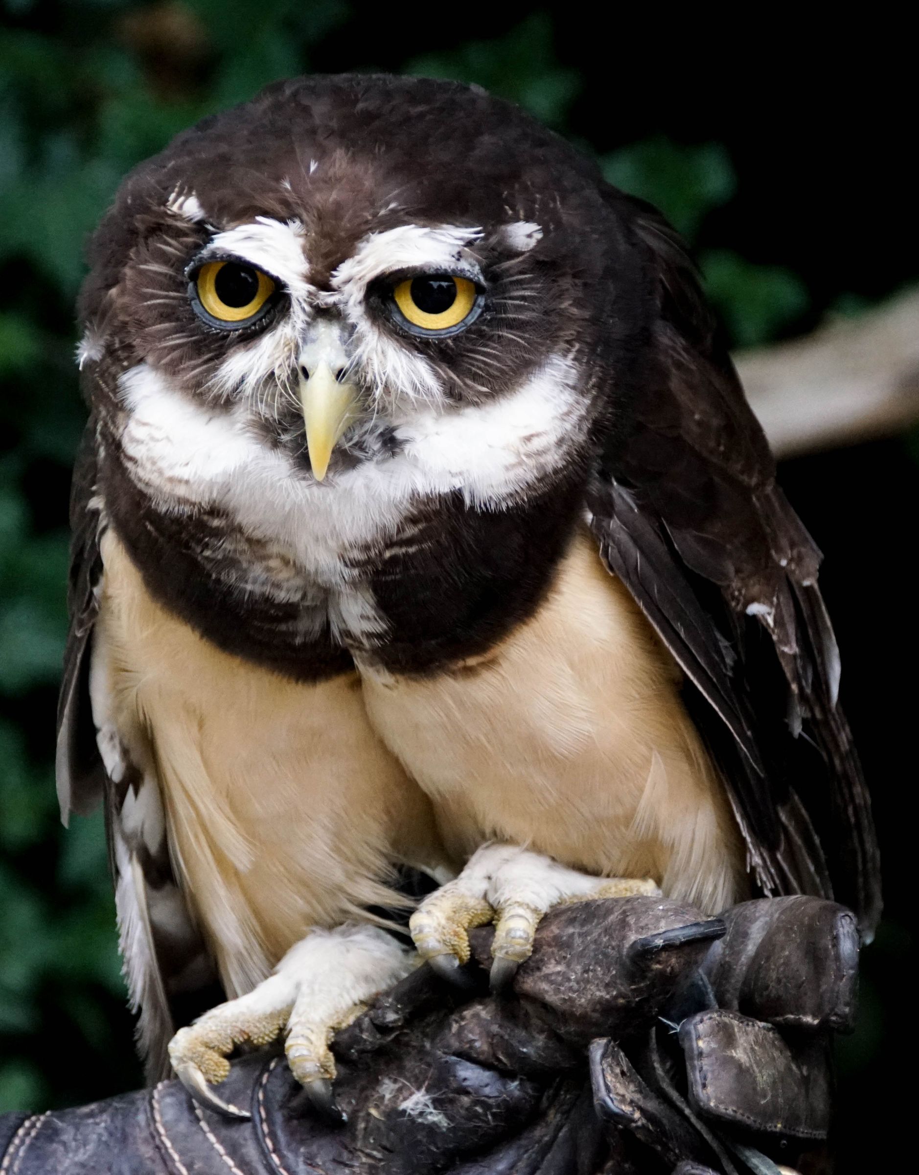 Eule Walsrode Vogelpark