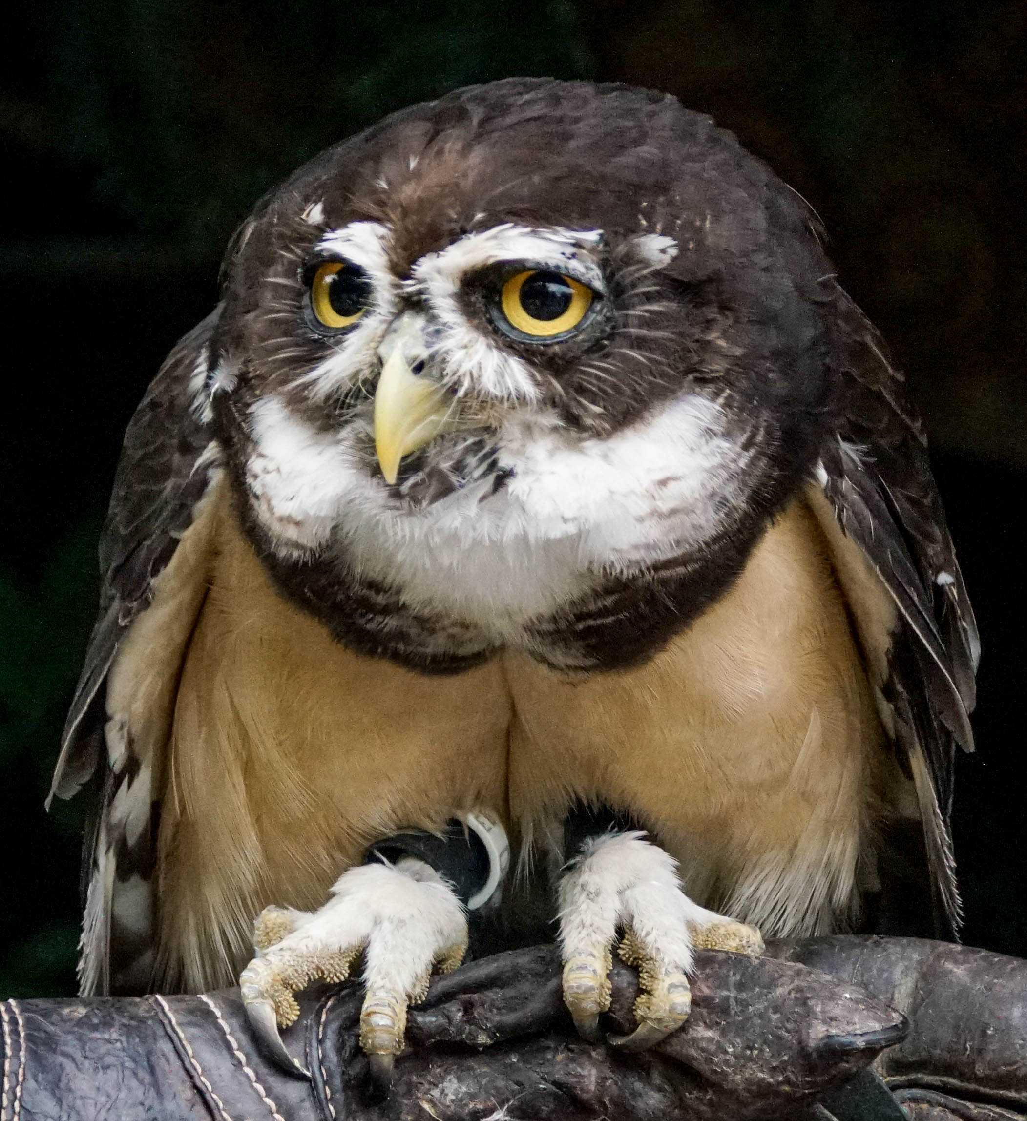 Eule Walsrode Vogelpark