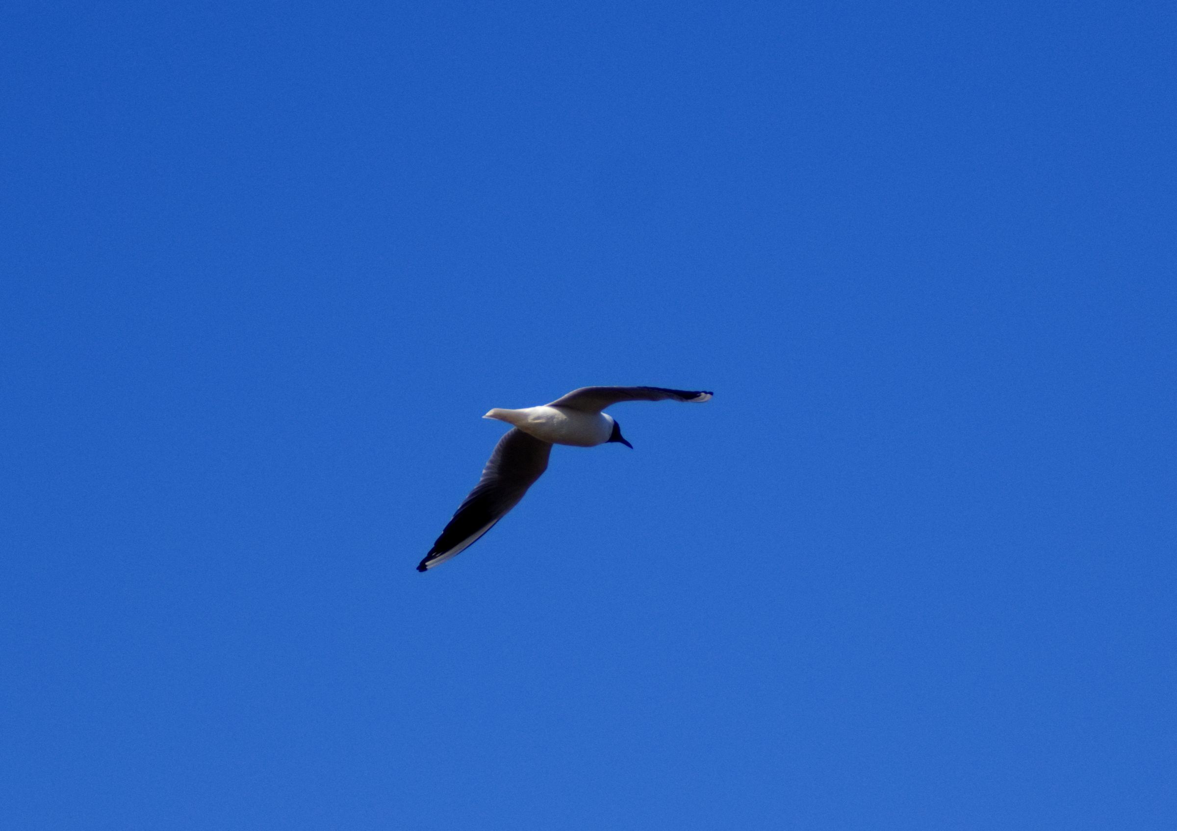 Möwe Strand Norddeich