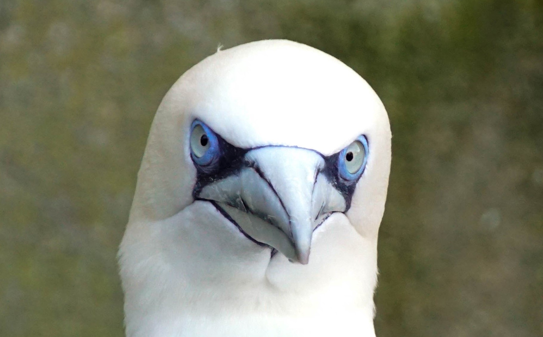 Basstölpel Zoo Köln