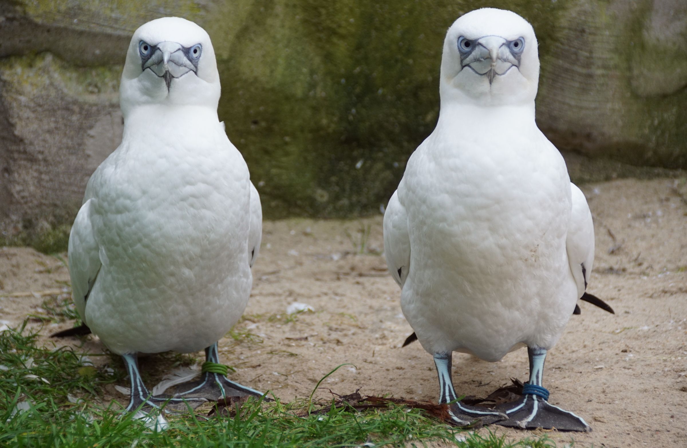 Basstölpel Zoo Köln