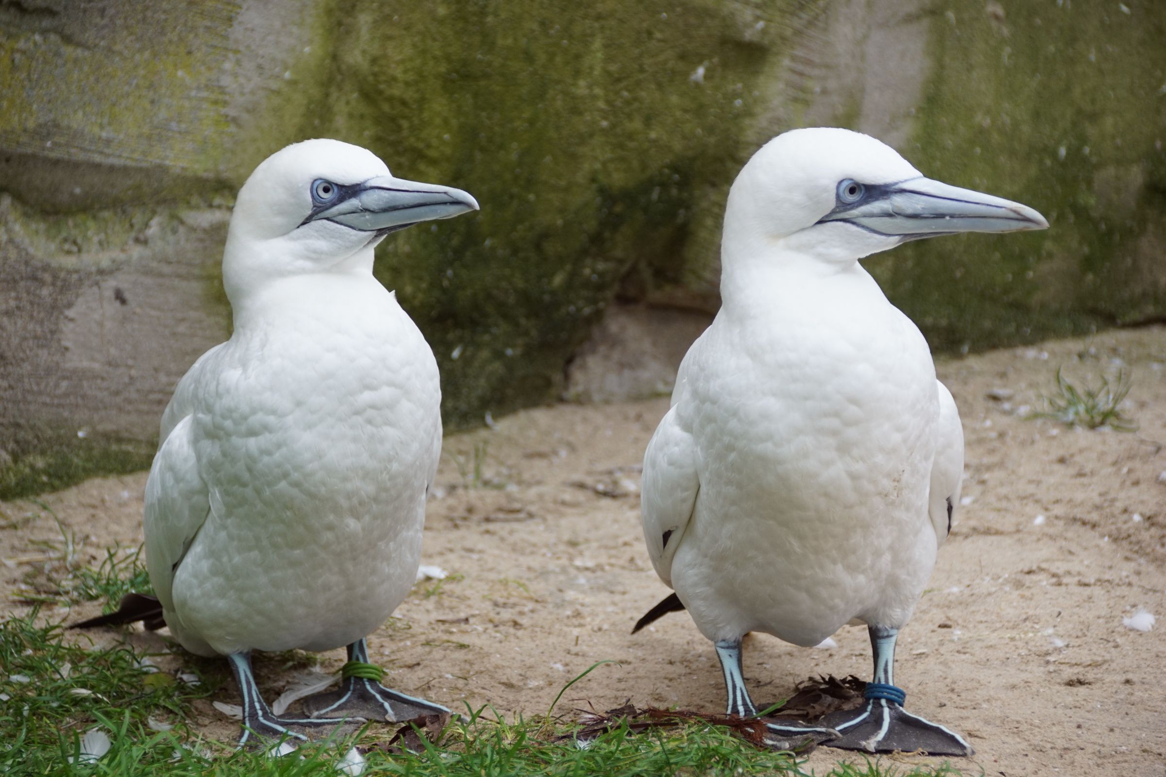 Basstölpel Zoo Köln