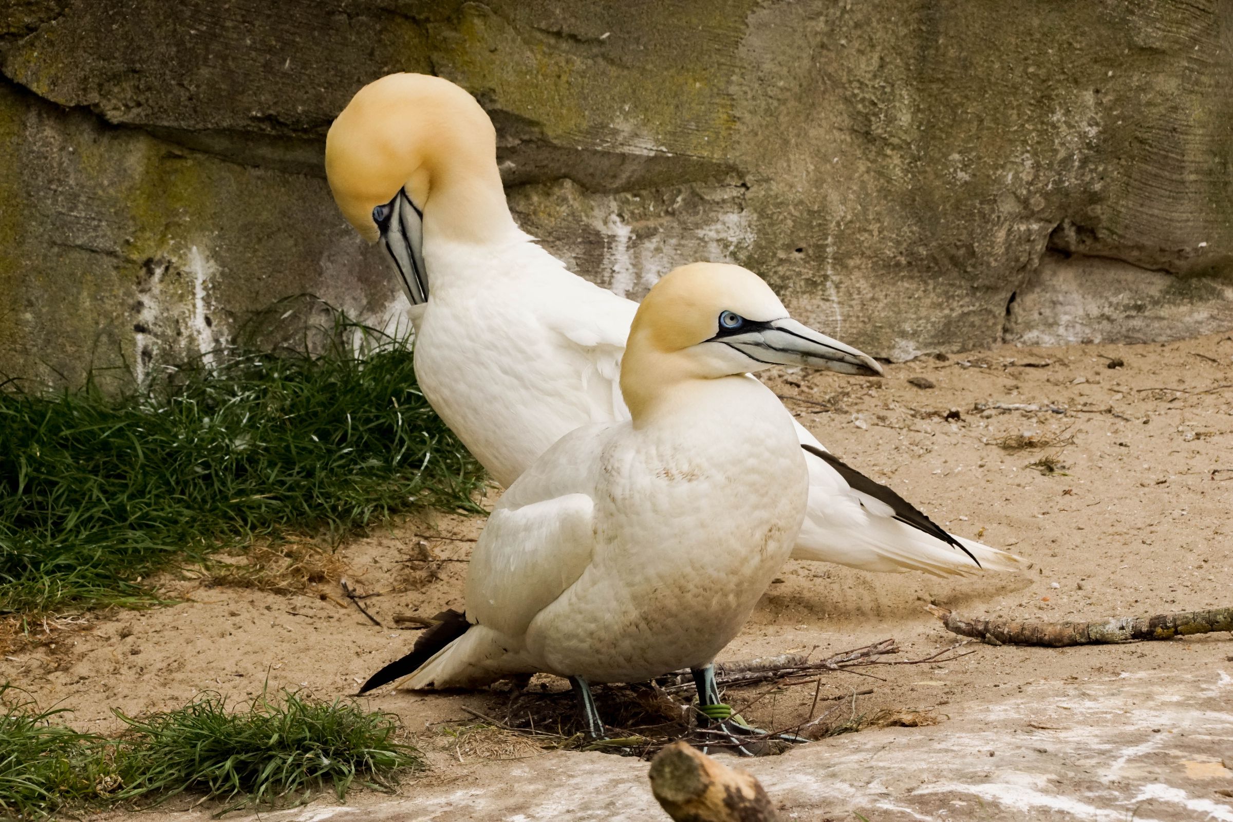 Basstölpel Zoo Bremerhaven