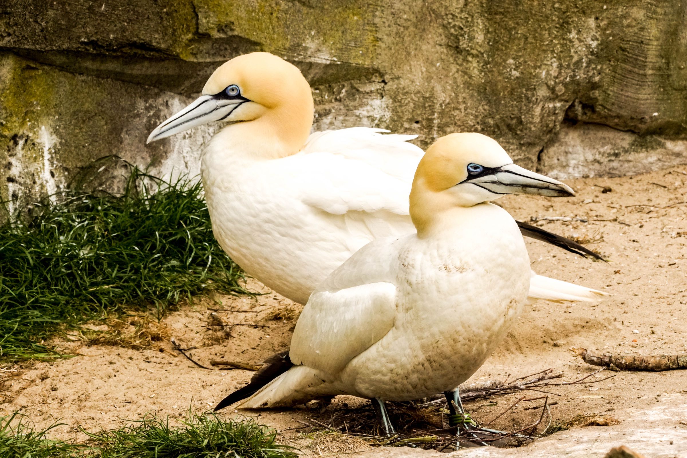 Basstölpel Zoo Bremerhaven