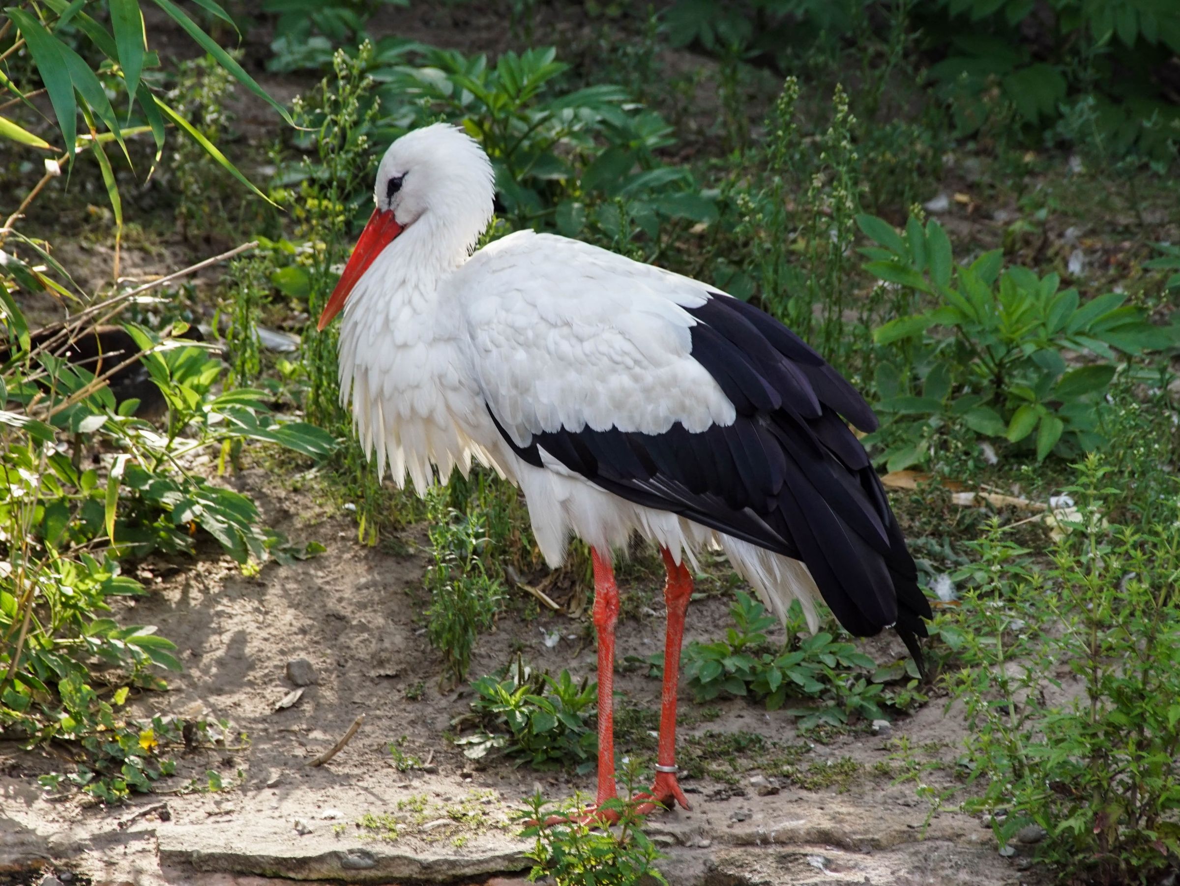 Vogelpark Walsrode