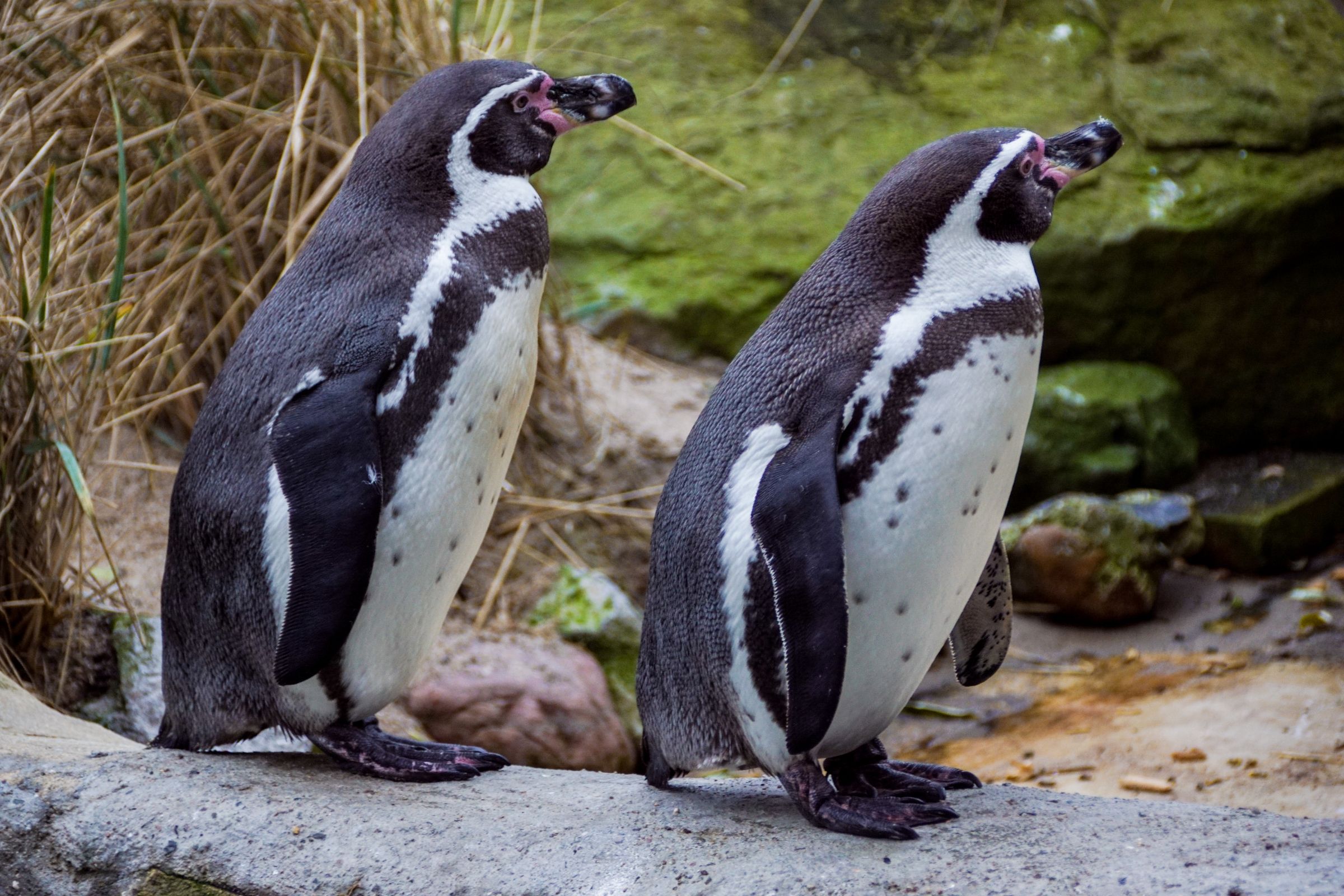 Pinguine Duo Bremerhaven