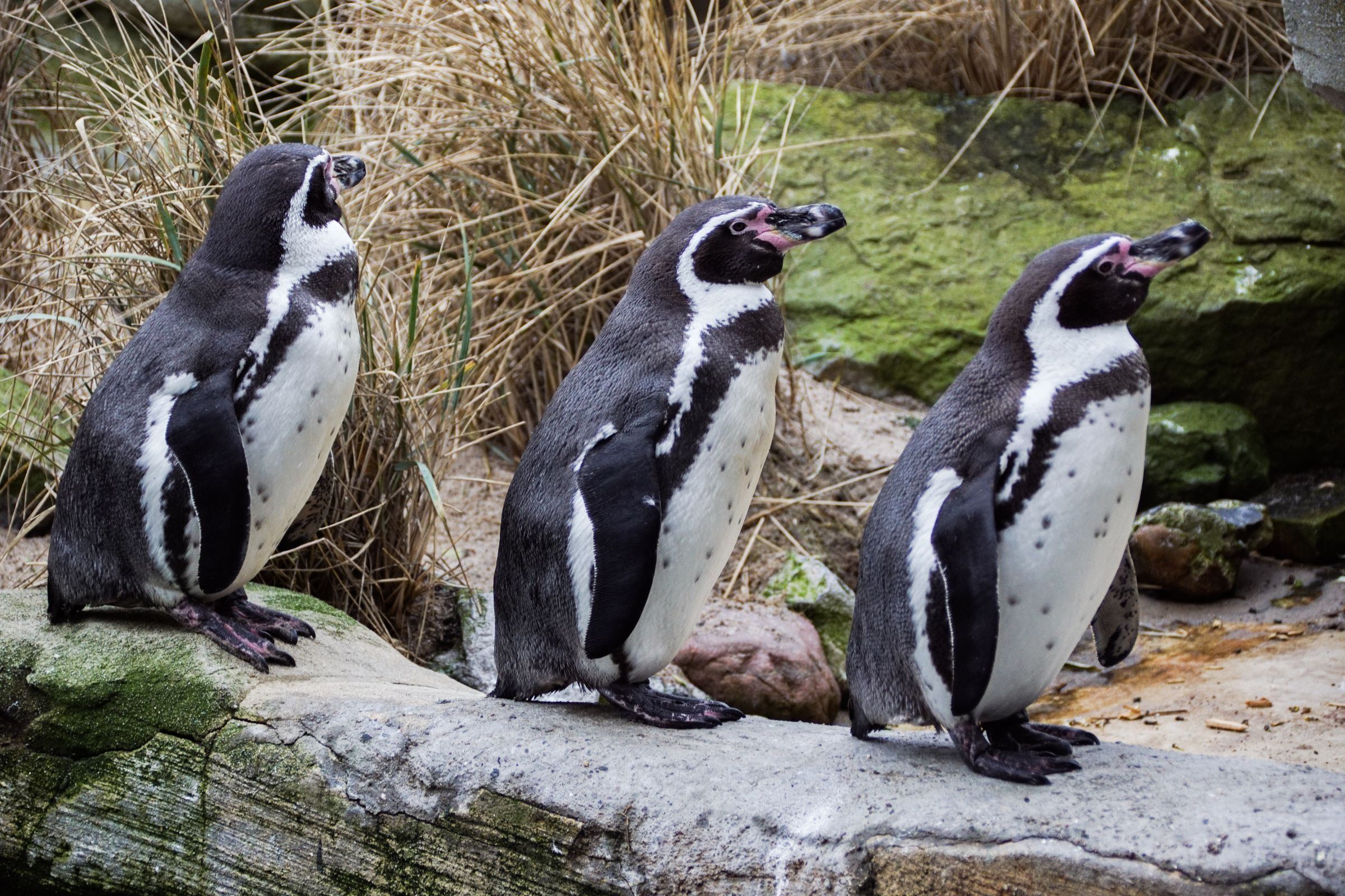 Pinguine Trio Bremerhaven