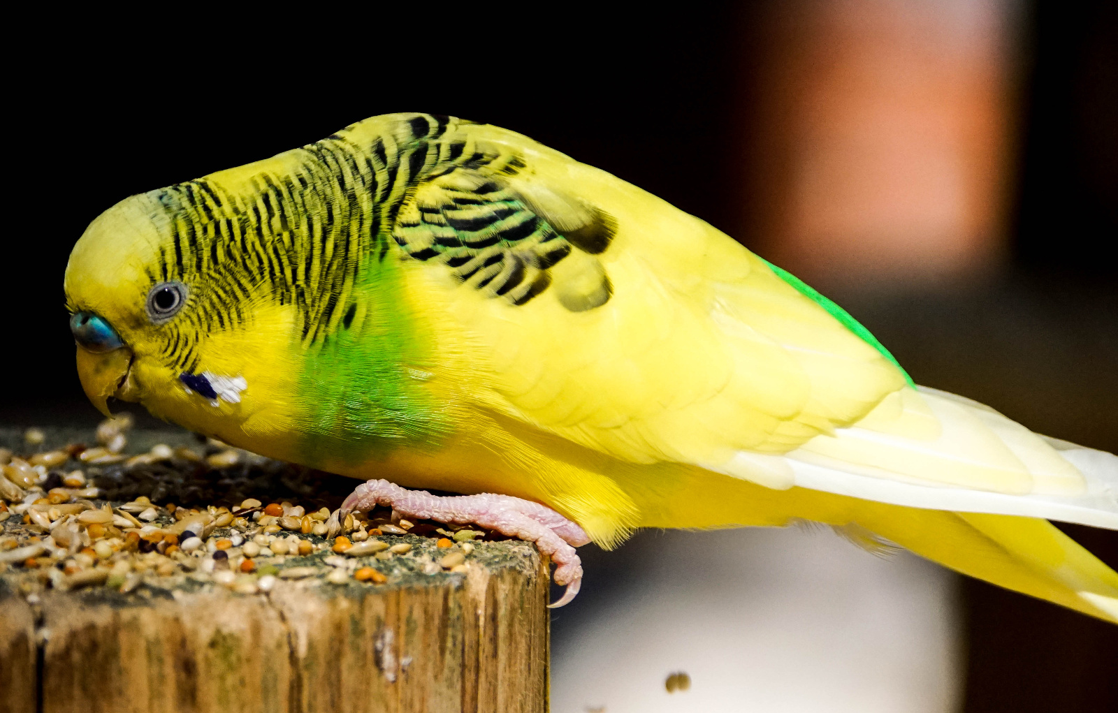 Vogelpark Walsrode W15