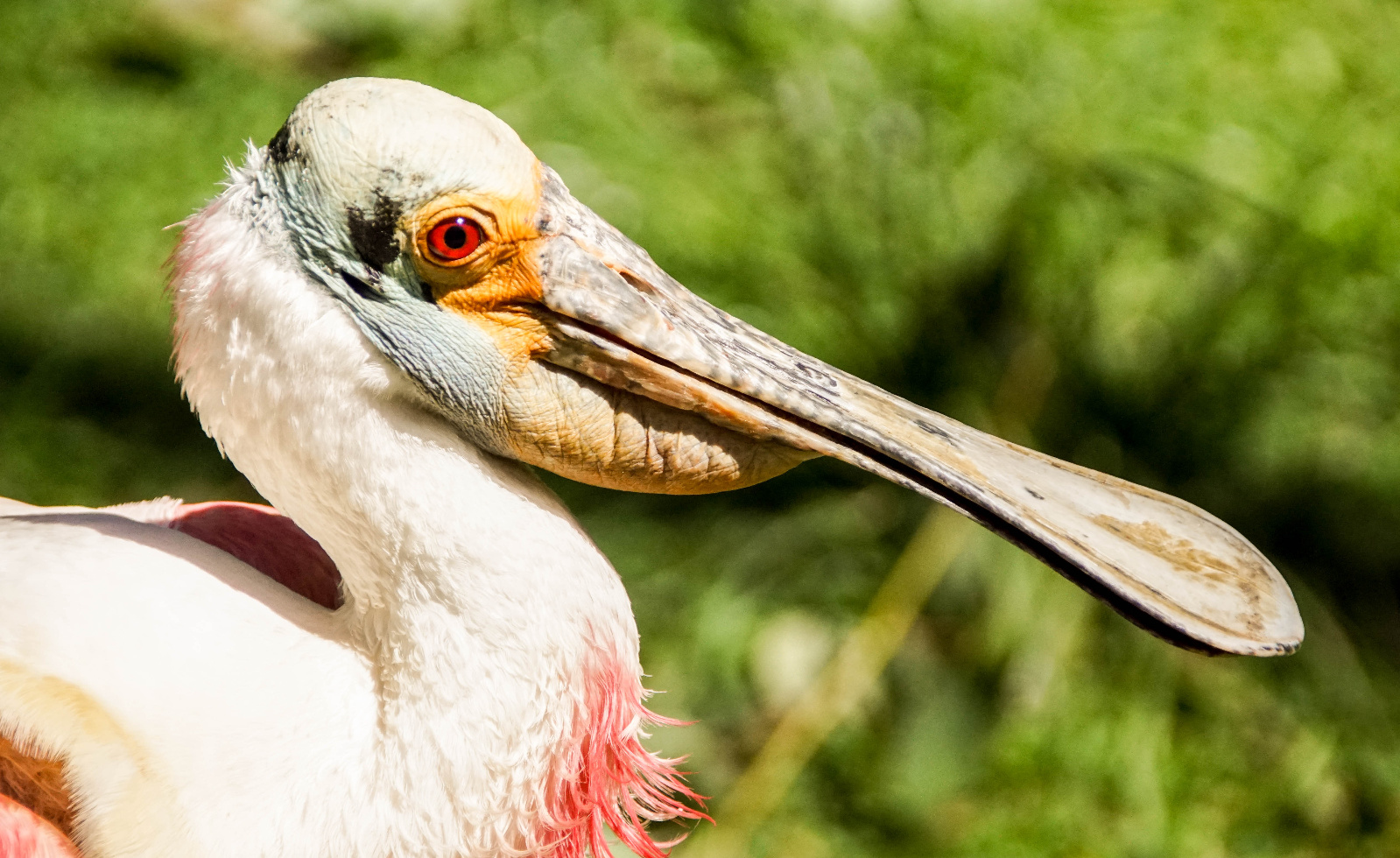 Vogelpark Walsrode Rosa Löffler FW2