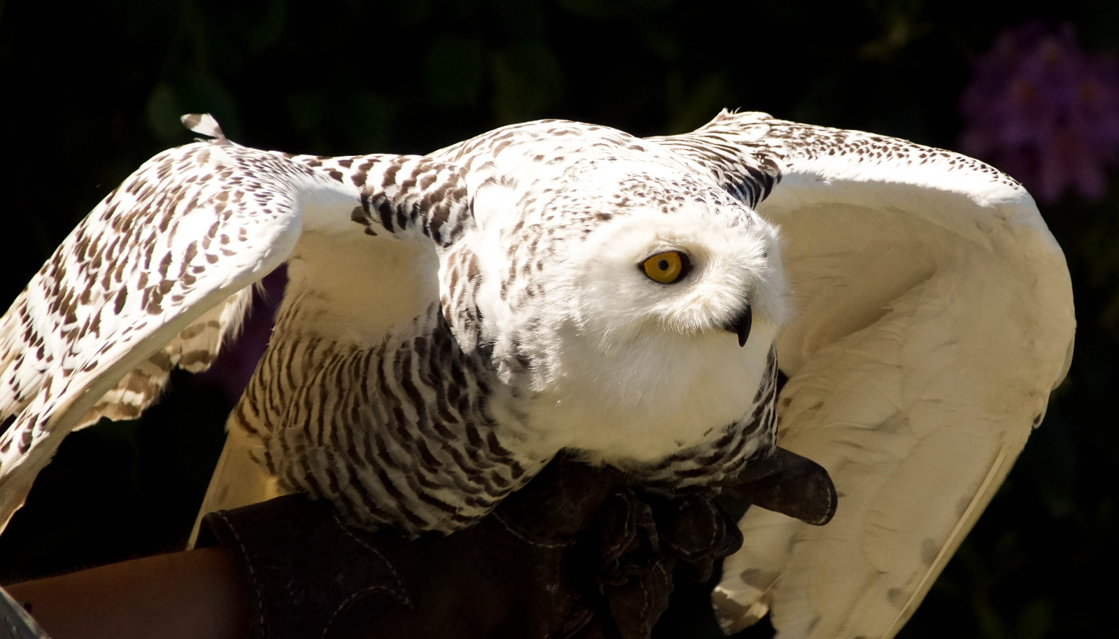 Vogelpark Walsrode Eule 3
