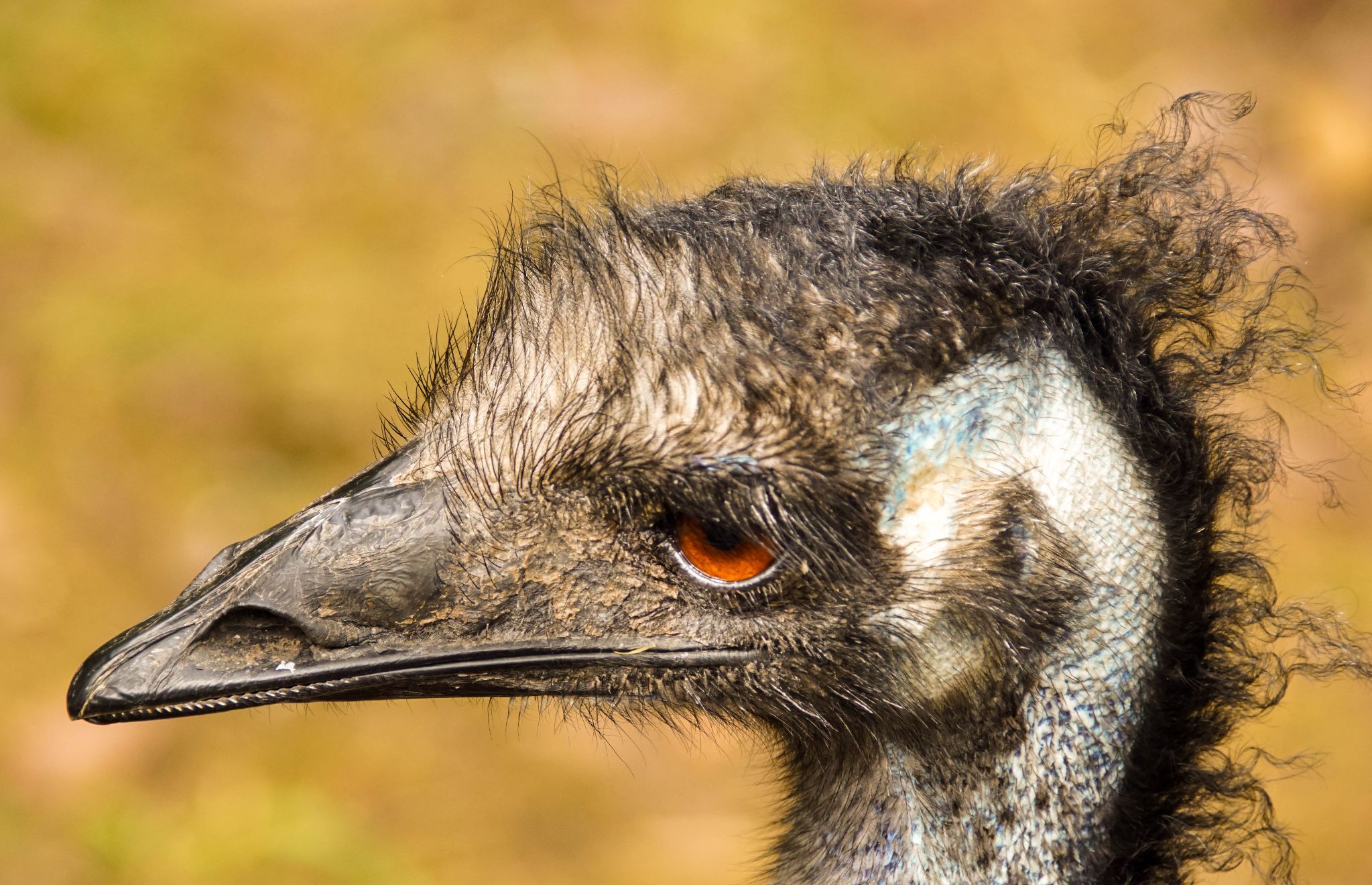 Erlebniszoo Hannover Vögel
