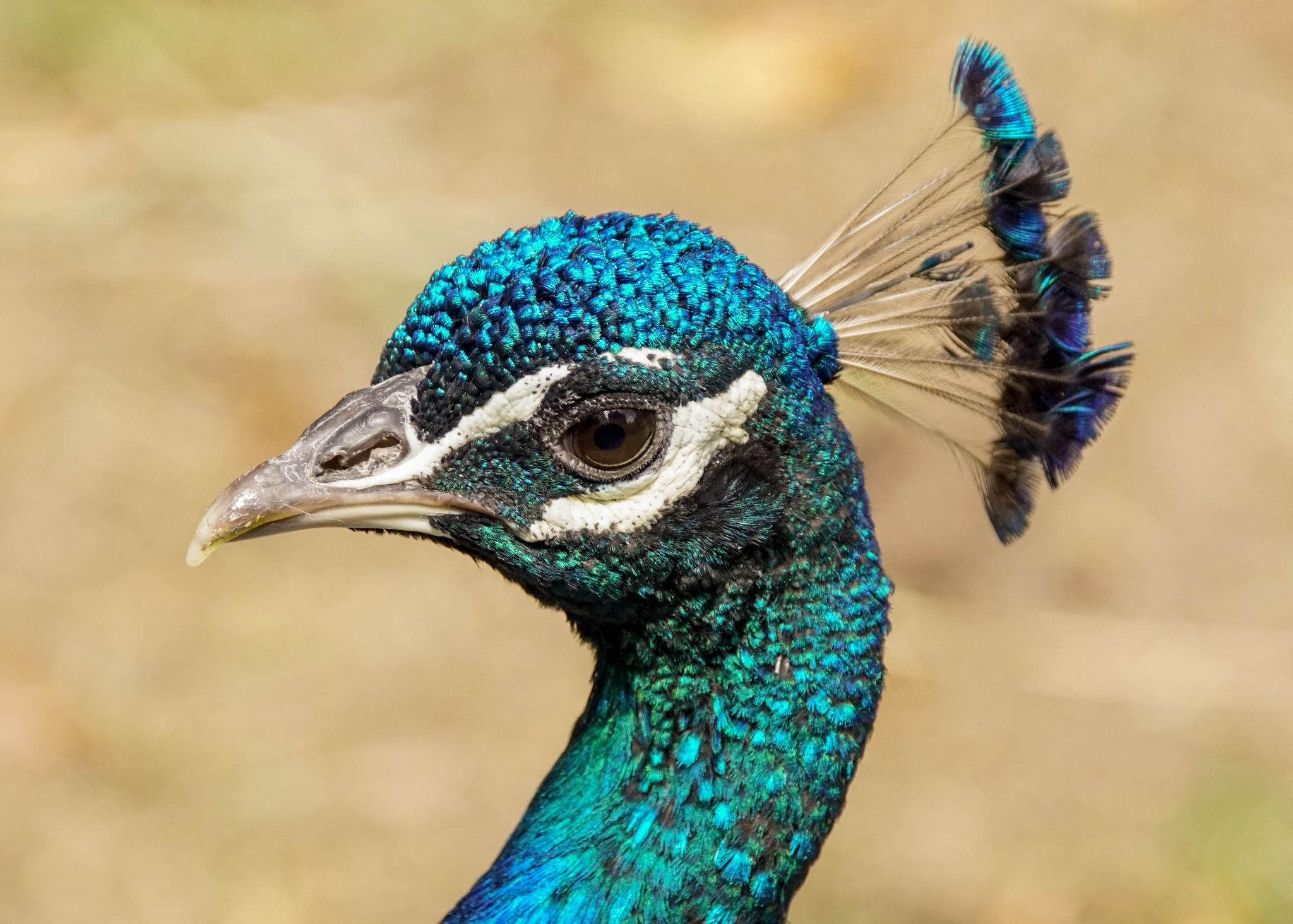 Erlebniszoo Hannover Vögel