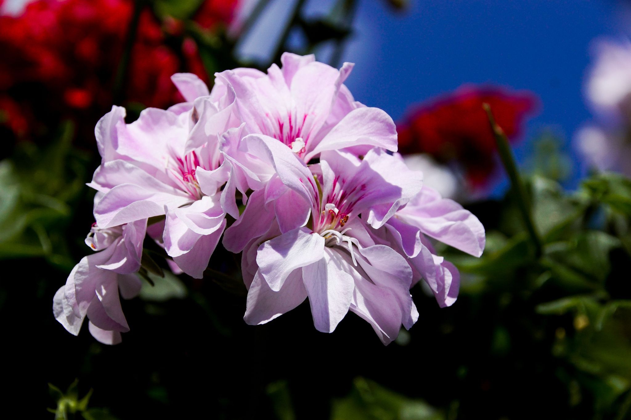 Blumen in Nachbars Garten