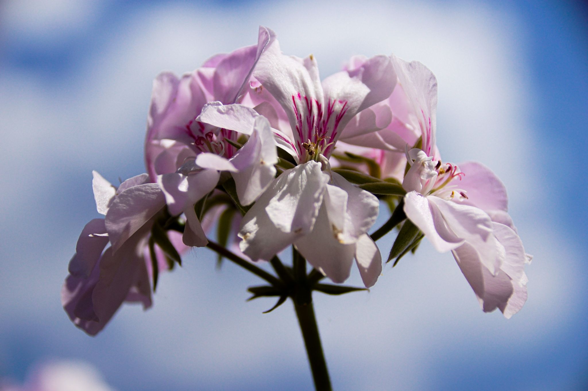 Blumen in Nachbars Garten
